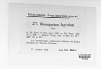 Gloeosporium fagicola image